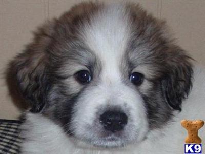Great Pyrenees Puppies for Sale