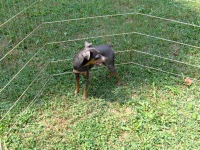 Dogs - Miniature Pinscher