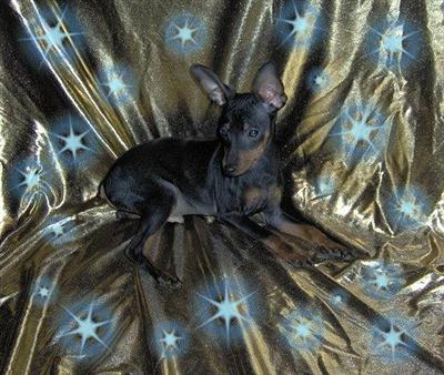 Miniature Pinscher Puppies for Sale