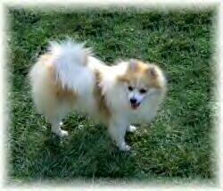 Dogs - Pomeranian