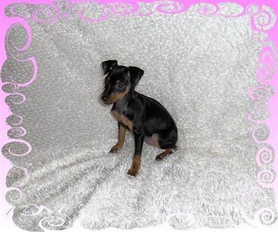 Miniature Pinscher Puppies for Sale