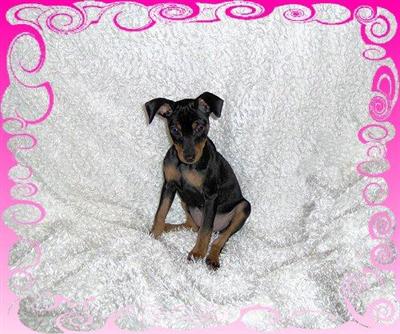 Miniature Pinscher Puppies for Sale