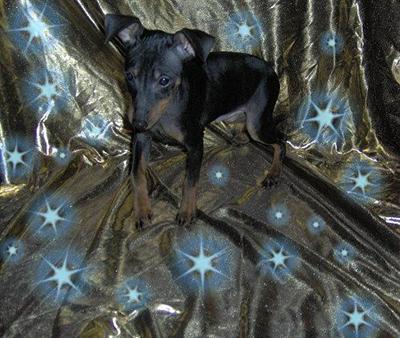 Miniature Pinscher Puppies for Sale