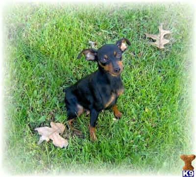 Dogs for Sale in WV