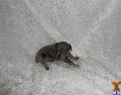 Puppies in WV