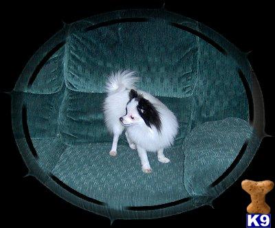 Dogs for Sale in WV
