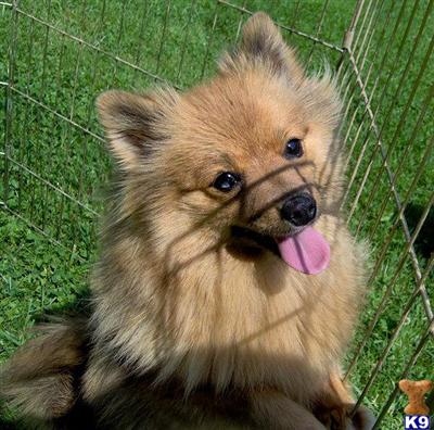 Dogs for Sale in WV