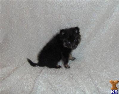 Puppies in WV