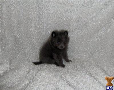 Puppies in WV