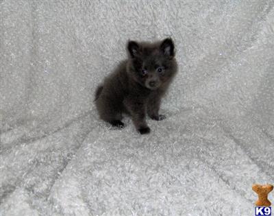 Puppies in WV