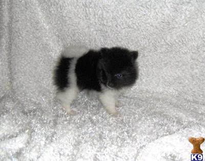Puppies in WV