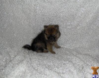 Puppies in WV