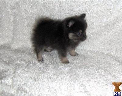 Puppies in WV