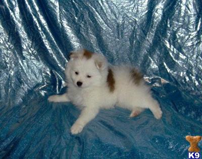 Puppies in WV