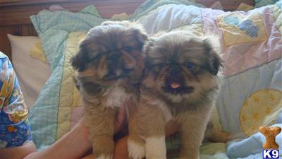 Pekingese Puppies for Sale