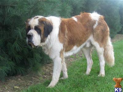 Stud Dogs - Saint Bernard