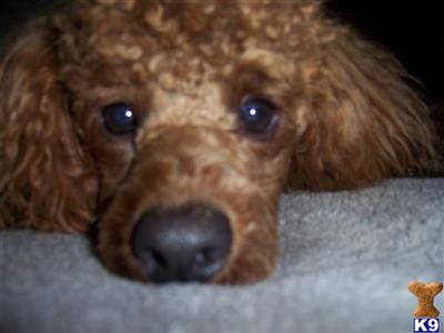 Stud Dogs - Poodle