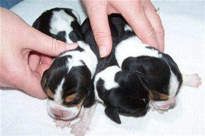 Basset Hound Puppies for Sale