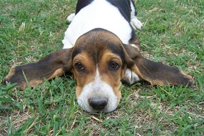 Basset Hound Puppies for Sale