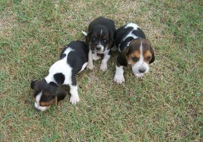 Puppies in KS
