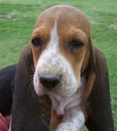 Puppies in KS
