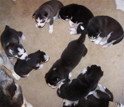 Siberian Husky Puppies for Sale