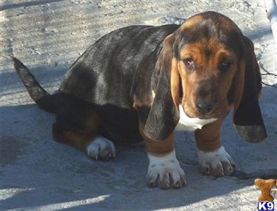 Basset Hound Puppies for Sale