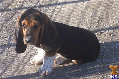Basset Hound Puppies for Sale
