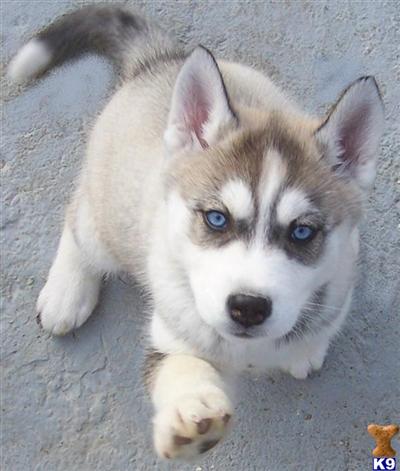 Siberian Husky Puppies for Sale