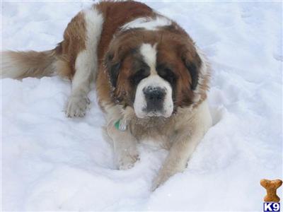 Stud Dogs - Saint Bernard