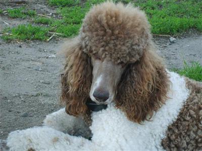 Dogs - Poodle