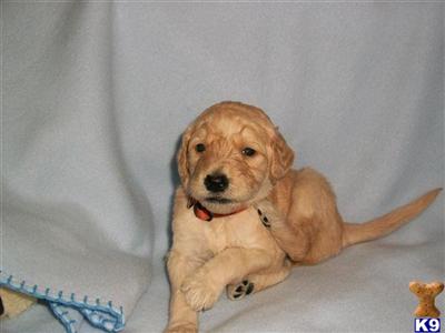 Goldendoodles Puppies for Sale