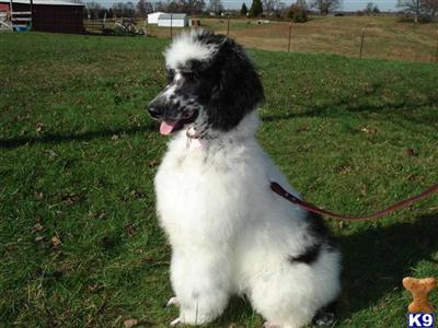 Puppies in MI