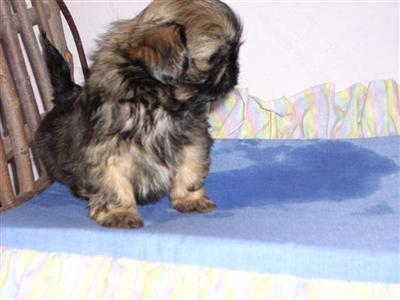 Puppies in ID