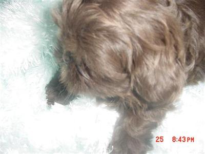 Shih Tzu Puppies for Sale