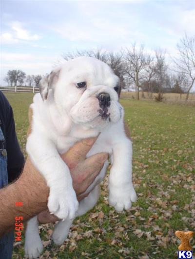 Puppies in KS