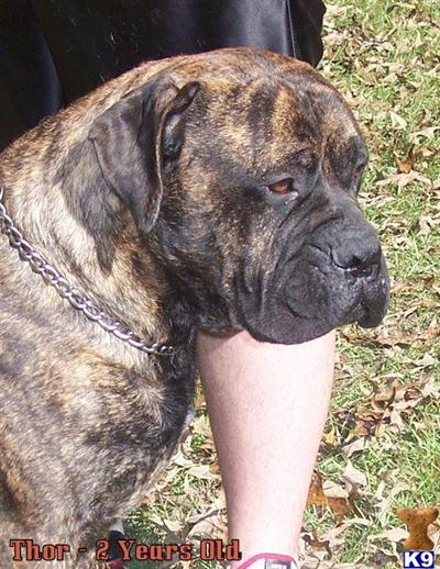 Bullmastiff Puppies for Sale