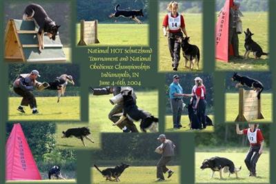 Stud Dogs in MN