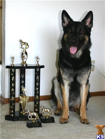 Stud Dogs - German Shepherd