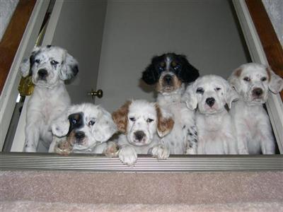 English Setter Puppies for Sale