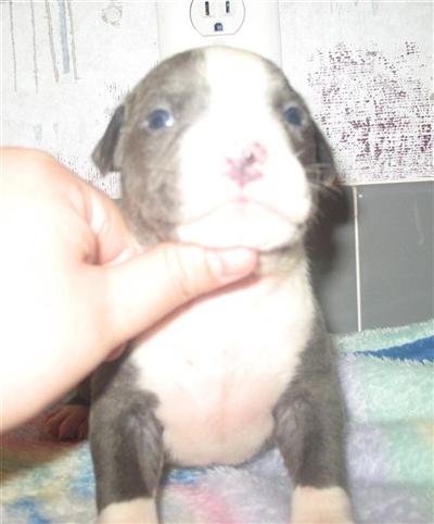 Puppies in AR