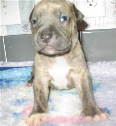 Puppies in AR