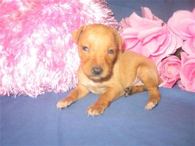 Miniature Pinscher Puppies for Sale