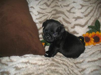 Pug Puppies for Sale