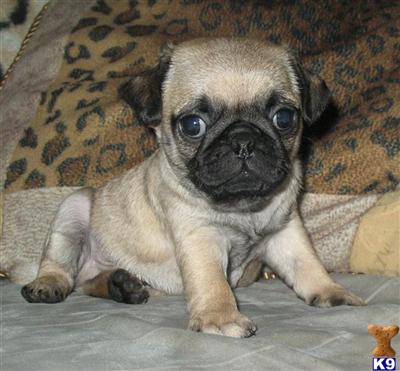 Pug Puppies for Sale