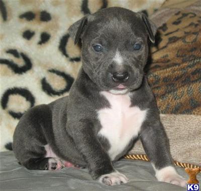 American Pit Bull Puppies for Sale