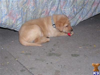 Puppies in MI