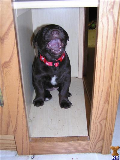 Puppies in MI