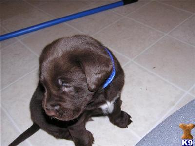 Puppies in MI