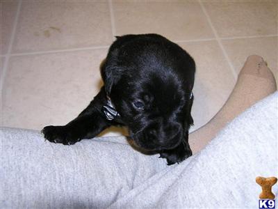 Puppies in MI